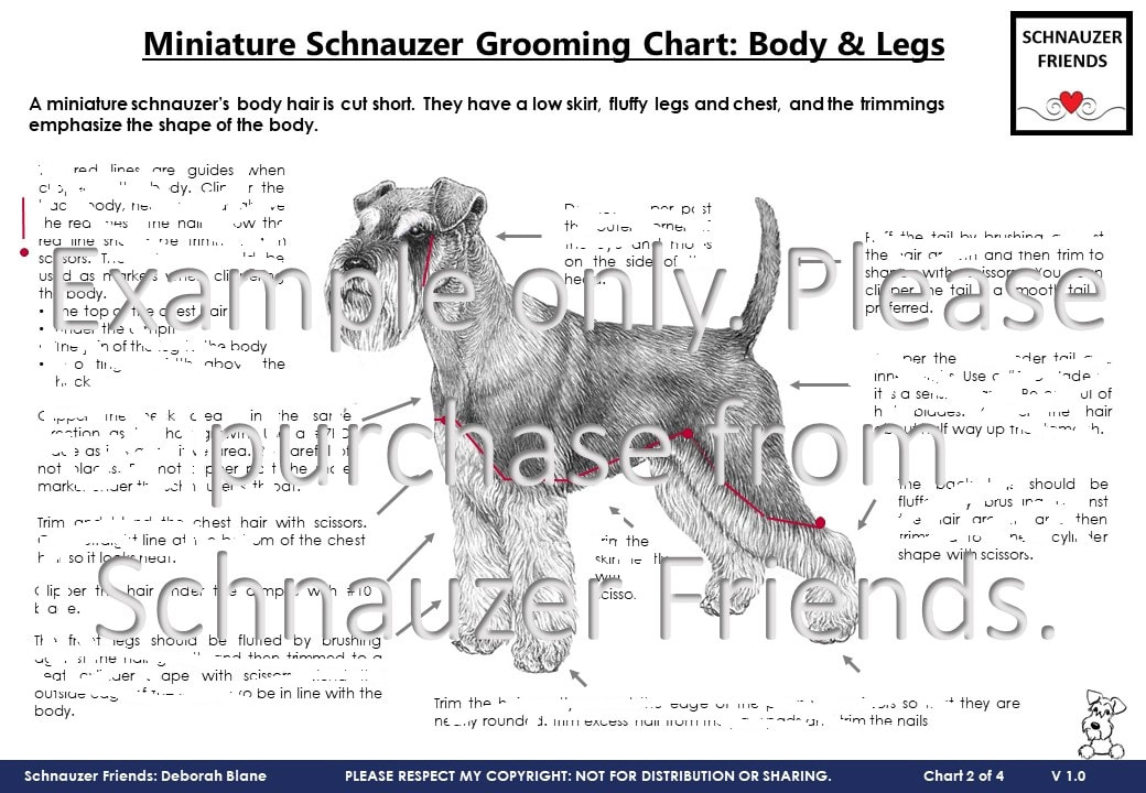 Guide to Owning a Schnauzer Miniature: Grooming, Health, and More